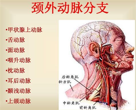 外頸動脈分支口訣|頸動脈的奇妙分支：你知道它如何供應大腦和面部的氧氣嗎？